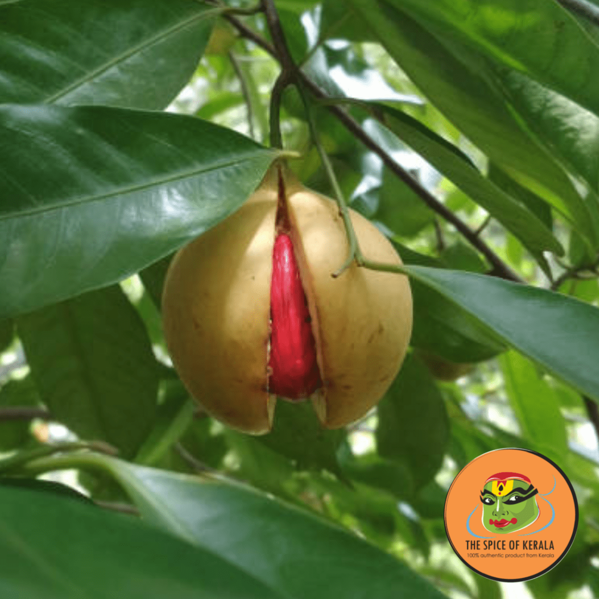 Javitri / Nutmeg Mace (50gm)