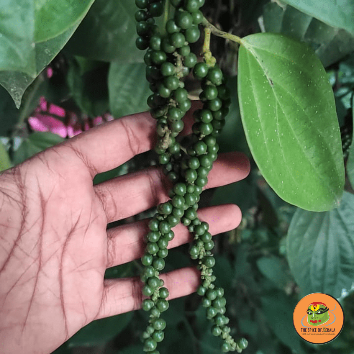 Black Pepper (100gm)