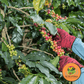 Coffee Beans (100gm)