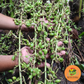 Green Cardamom (100gm)