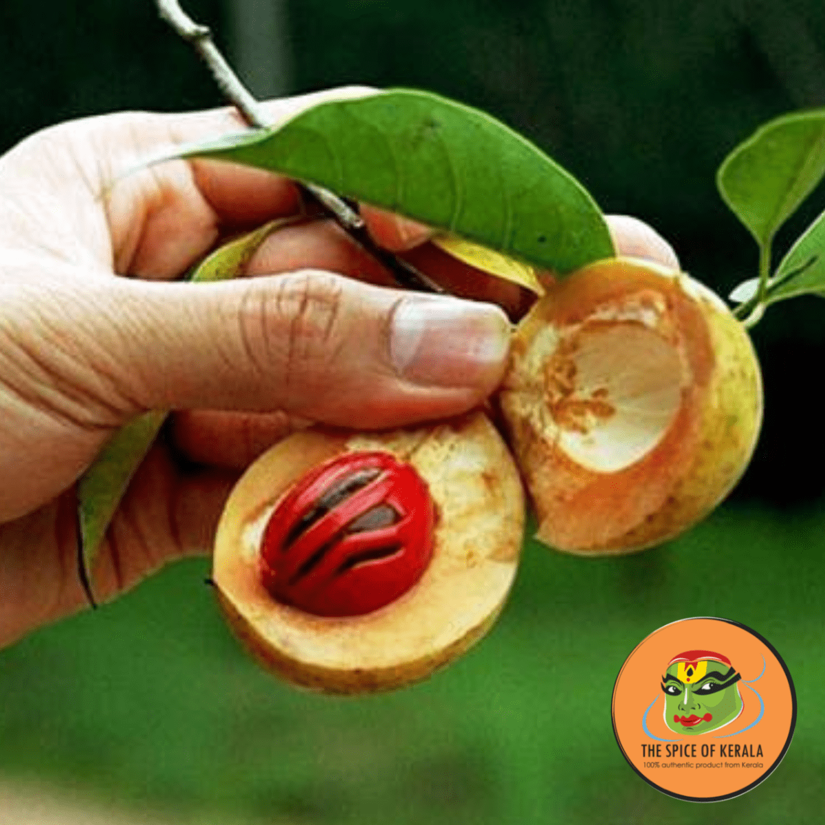 Javitri / Nutmeg Mace (50gm)